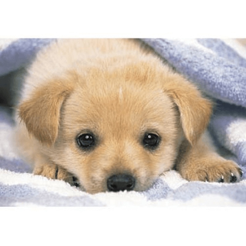 Yanoman Jigsaw Puzzle 03-390 Dog (300 Pieces)