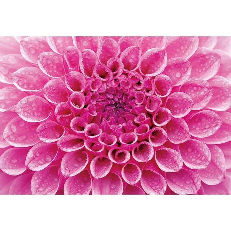 Epoch 71-749 Jigsaw Puzzle Dahlia (1053 S-Pieces)