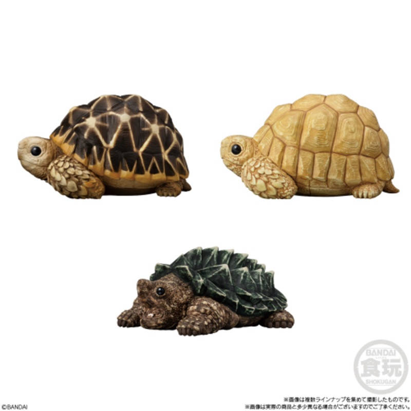 Bandai Candy Tenori Animal Friends Vol.12 -Reptiles and Amphibians- 12pcs Complete Box