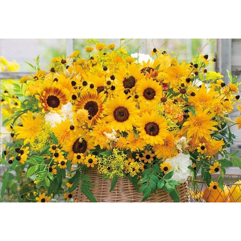 Beverly 1000-026 Jigsaw Puzzle Good Luck Bringer Sunflowers (1000 Pieces)