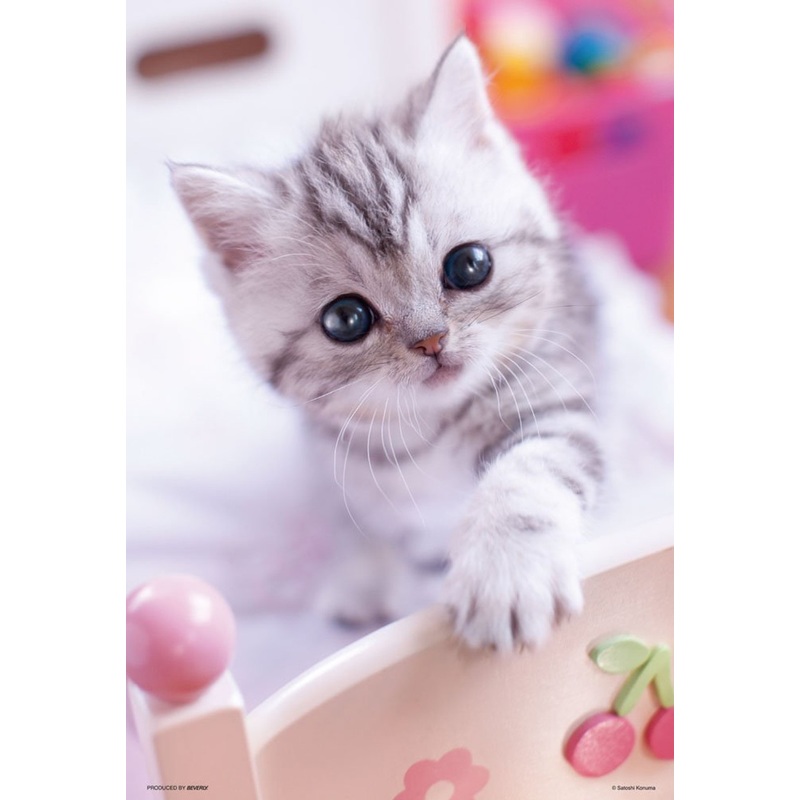 Beverly Jigsaw Puzzle P33-130 Pretty Pet Series Persian American Shorthair Cat (300 Pieces)