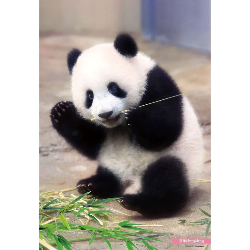 Beverly Jigsaw Puzzle L74-172 Panda Xiang Xiang (150 L-Pieces)